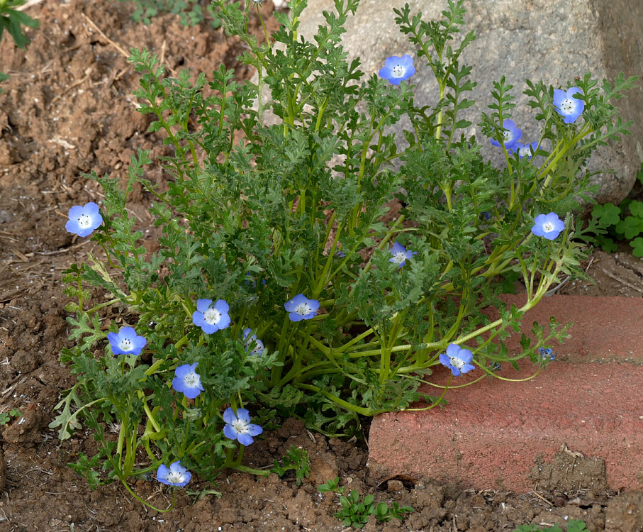 13nemophila_menziessi1370102w