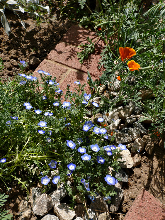 13nemophila_menziessi1370102w