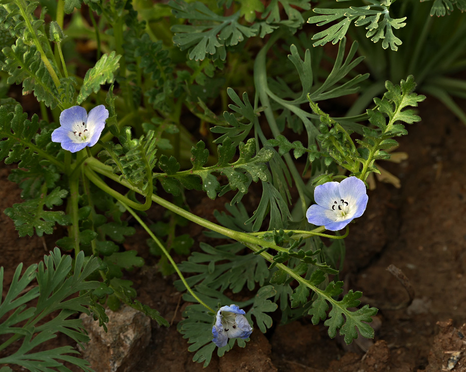 13nemophila_menziessi1370102w