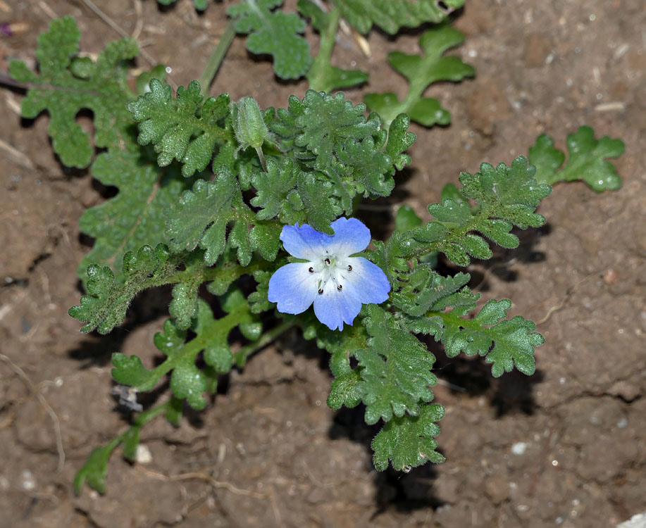 13nemophila_menziessi1370102w