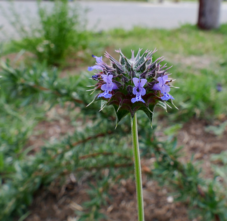 15salvia_columbariae1360773w