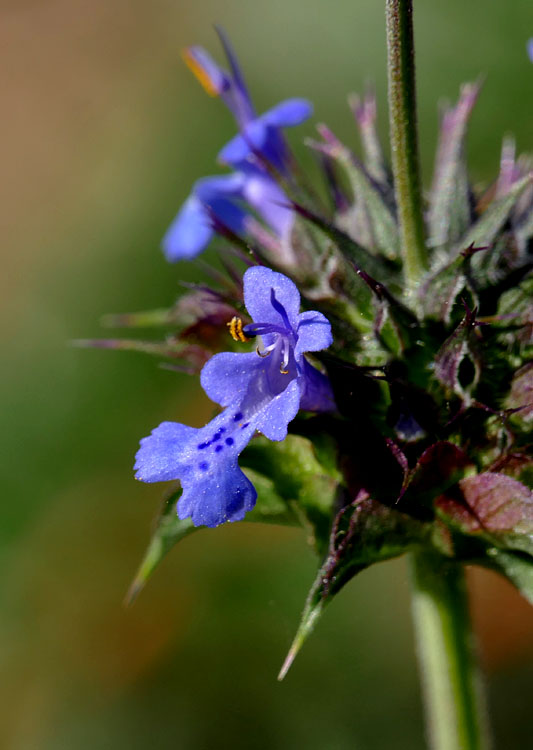 15salvia_columbariae1360773w