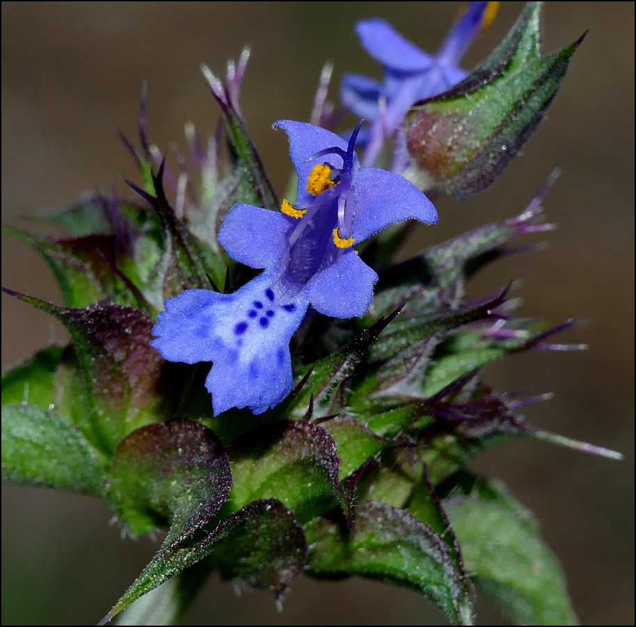 15salvia_columbariae1360773w