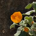 01abutilon_palmeri1330287w