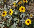 08encelia_farinosa1380460w