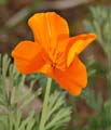 11eschscholzia_californica1360957w