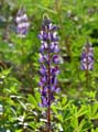 12lupinus_succulentus1380095w