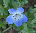 13nemophila_menziessi1370102w