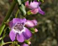 14penstemon_spectabilis1380240w