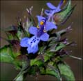 15salvia_columbariae1360773w