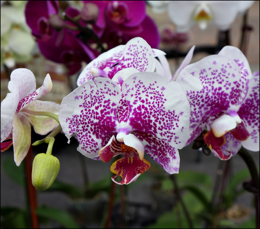 15market-orchid1100709aw