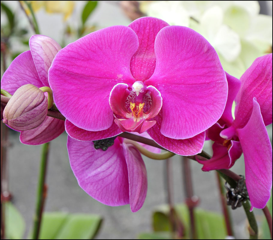 15market-orchid1100709aw