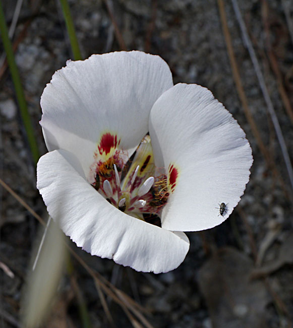 001-calochortus_venustus230343-650