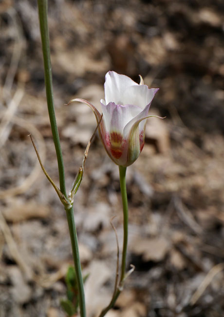 001-calochortus_venustus230343-650