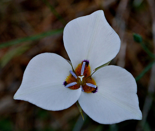 001-calochortus_venustus230343-650