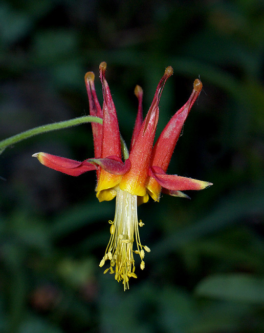 003-aquilegia_formosa80315