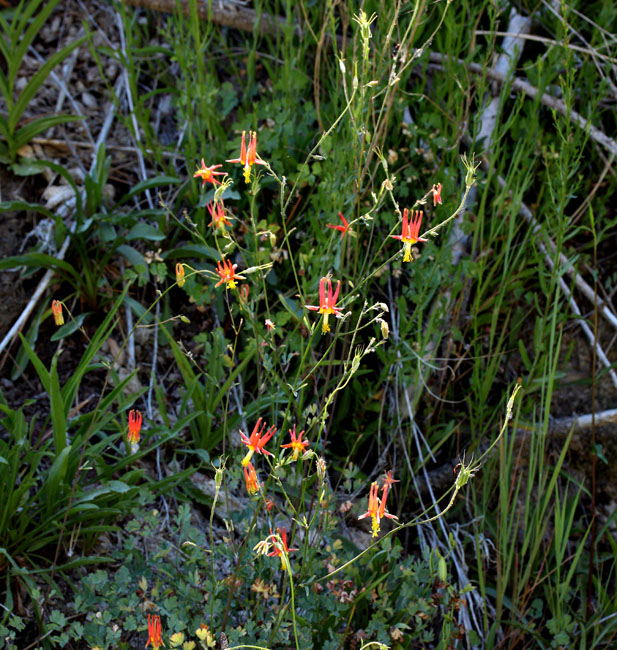 003-aquilegia_formosa80315