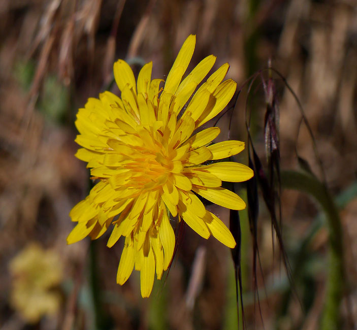 004-agoseris_glauca240698-650