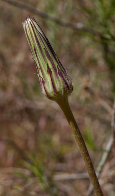 004-agoseris_glauca240698-650