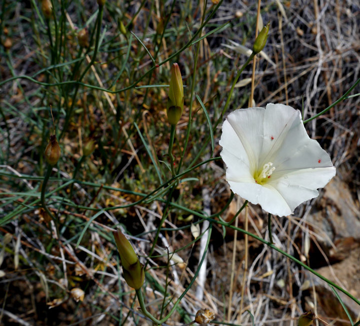 007-calystegia_macrostegia240755-650