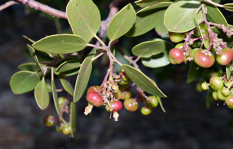 008-arctostaphylos_patula240559-800