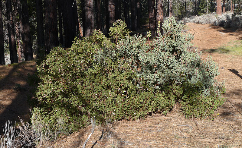 008-arctostaphylos_patula240559-800