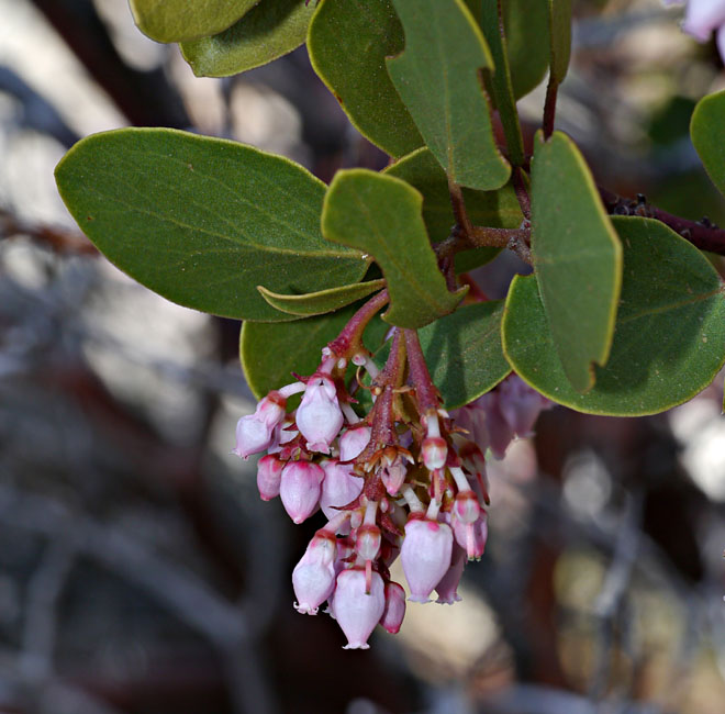 009-arctostaphylos_patula6235-700