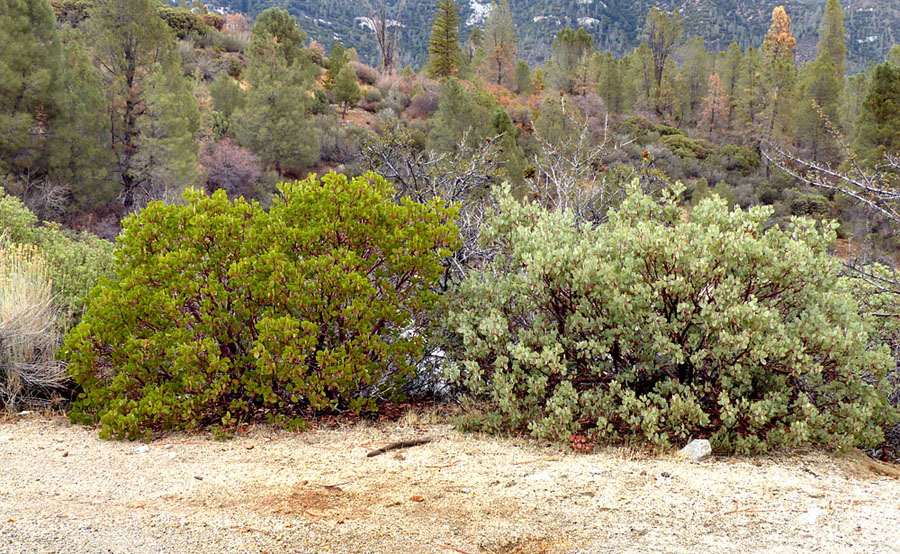 008-arctostaphylos_patula240559-800