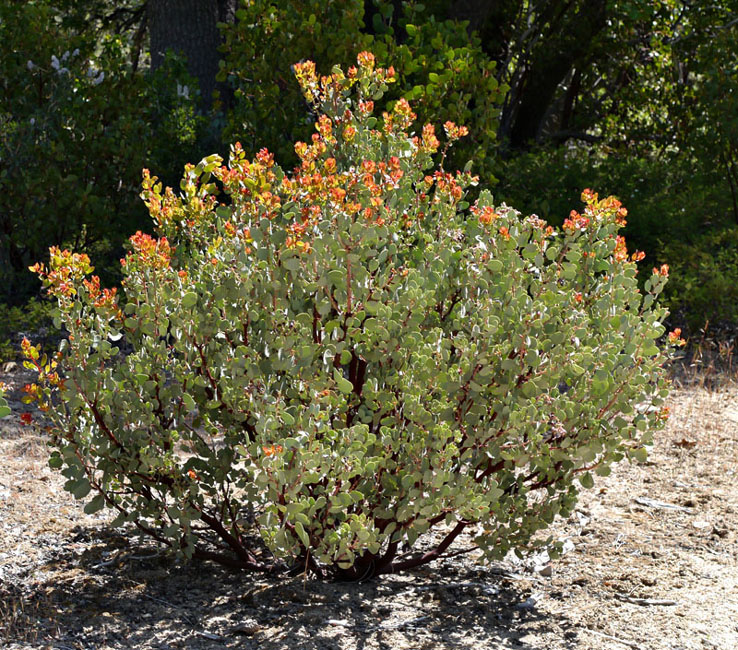 010-arctostaphylos_viscida240583-650