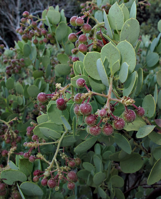 010-arctostaphylos_viscida240583-650