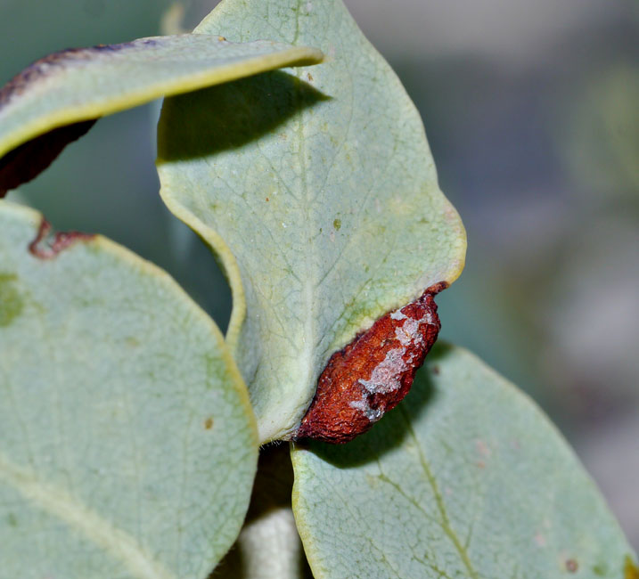 012-arctostaphylos210895-700