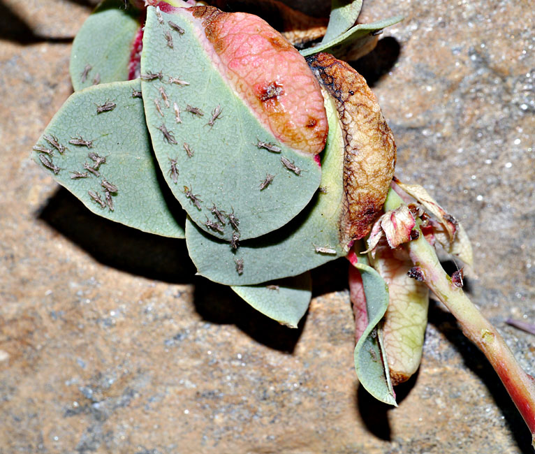 012-arctostaphylos210895-700