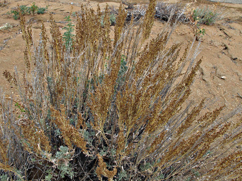 013-artemesia_tridentata6800-800