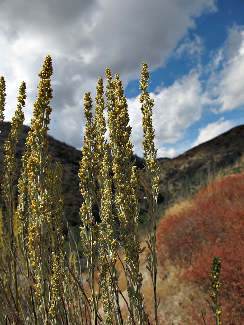 013-artemesia_tridentata6800-800