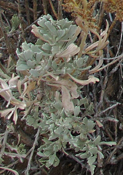 013-artemesia_tridentata6800-800