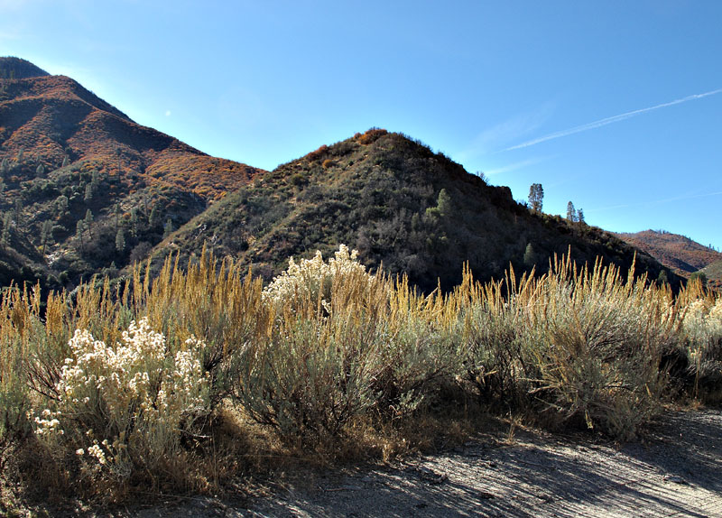 014-artemesia_tridentata210945-800