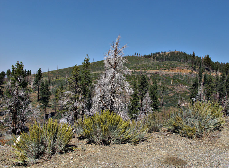 014-artemesia_tridentata210945-800