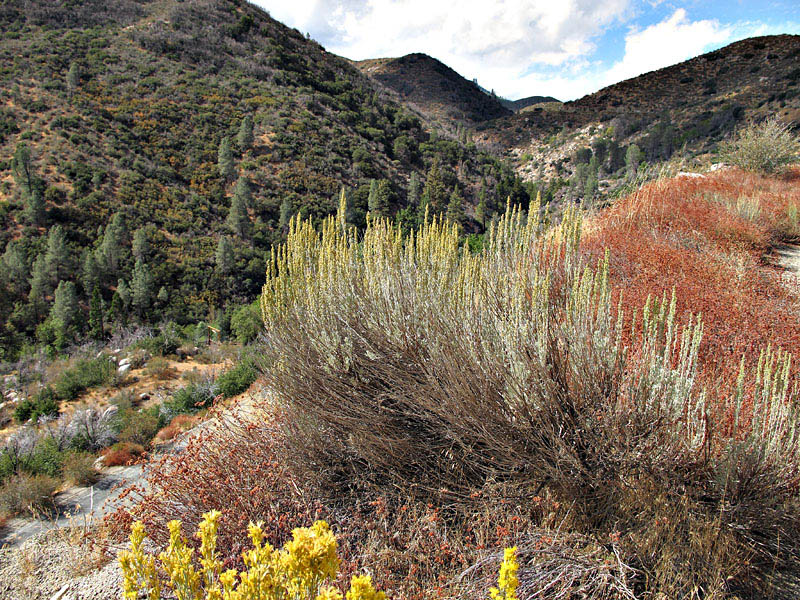 014-artemesia_tridentata210945-800