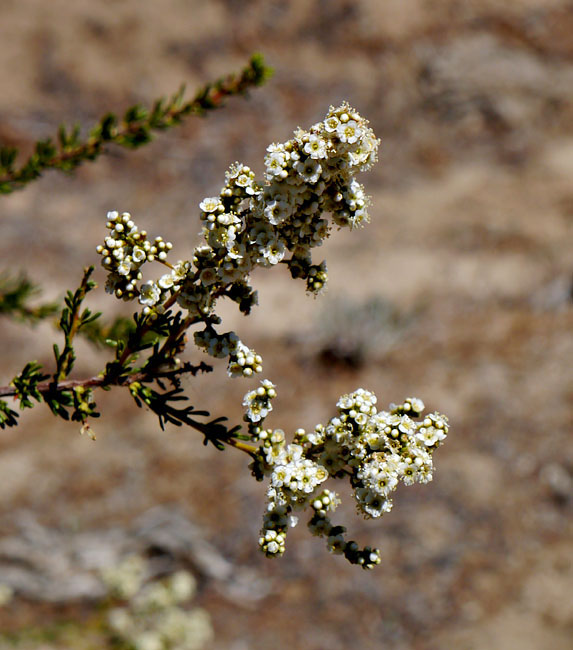 016-adenostoma_fasciculatum240814-650