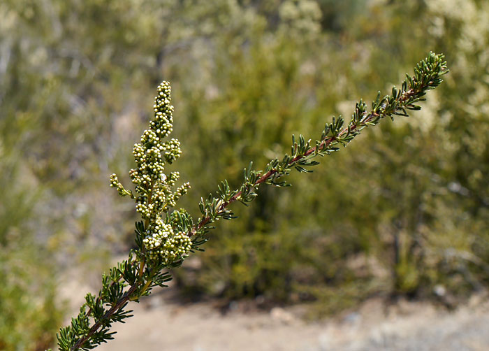 016-adenostoma_fasciculatum240814-650