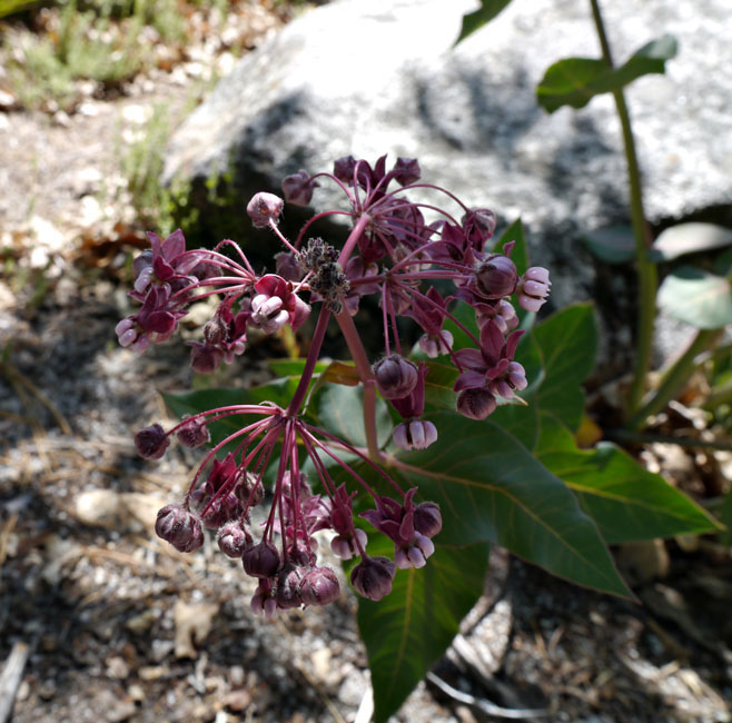 017-asclepias_cordifolia230674-650