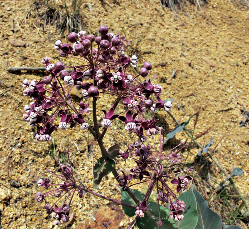 017-asclepias_cordifolia230674-650