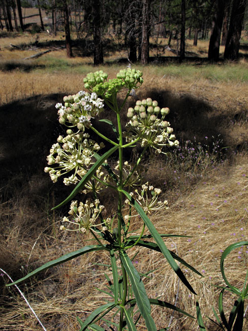 018-asclepias_fascicularis3066-650