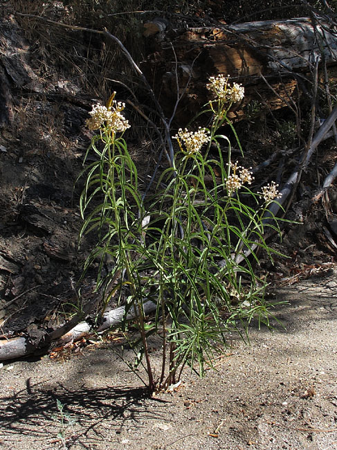 018-asclepias_fascicularis3066-650