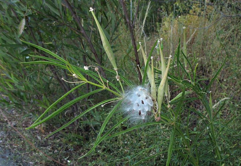 018-asclepias_fascicularis3066-650