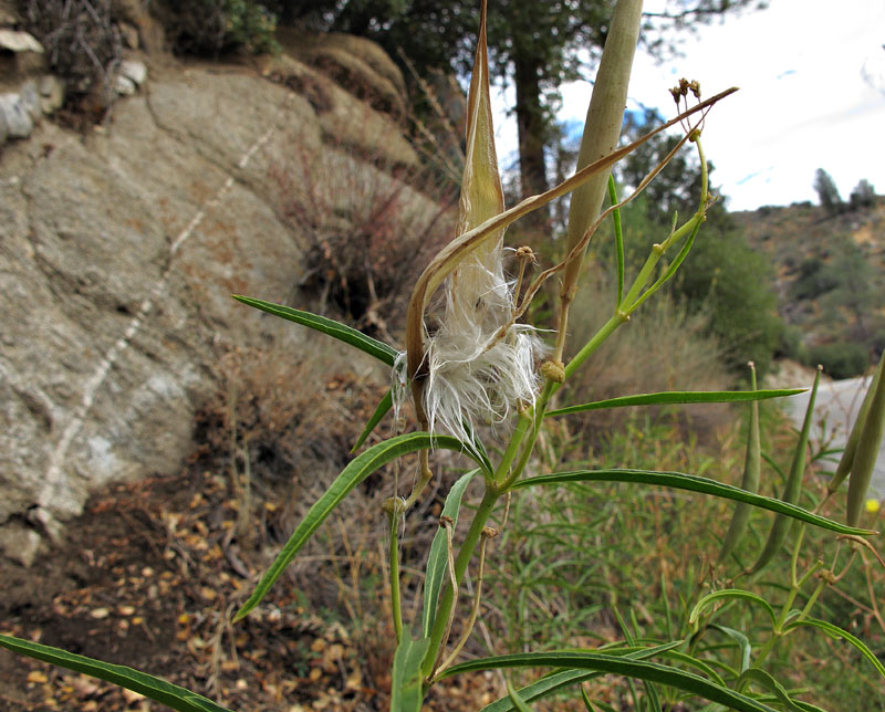 018-asclepias_fascicularis3066-650