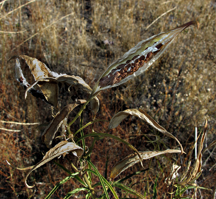 018-asclepias_fascicularis3066-650