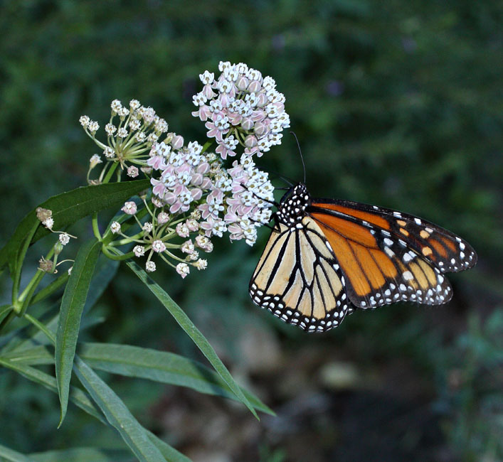 018-asclepias_fascicularis3066-650