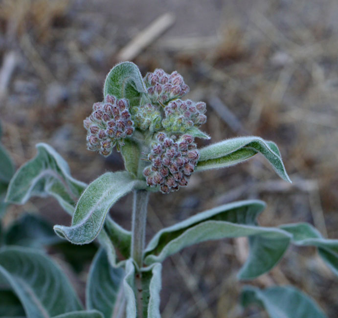 019-asclepias_speciosa260951-650