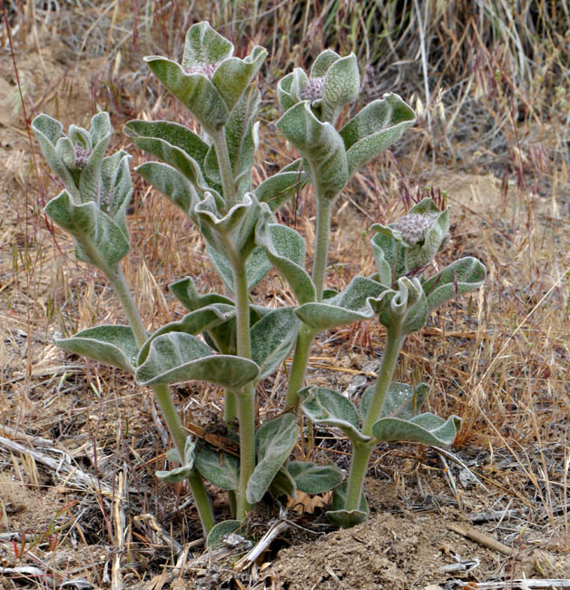 019-asclepias_speciosa260951-650